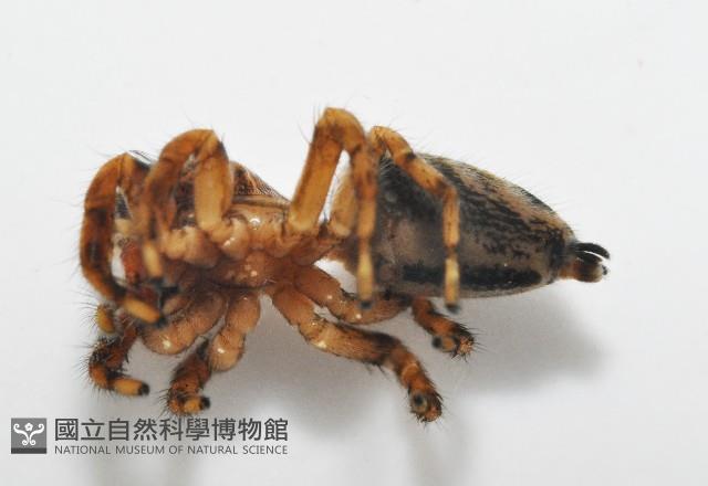 多色金毛蛛藏品圖，第5張