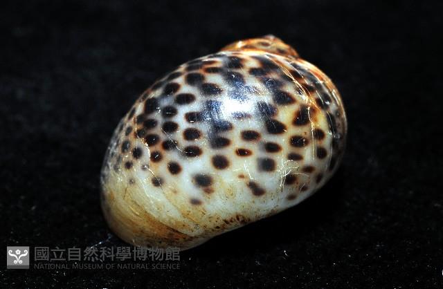 豹斑玉螺藏品圖，第5張