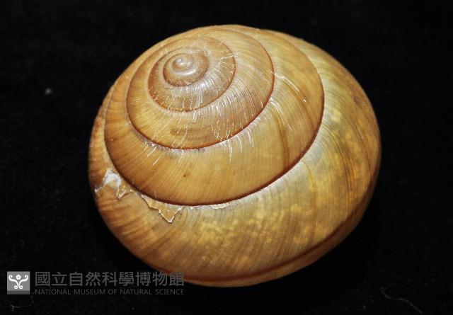 金崙栗蝸藏品圖，第5張