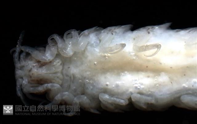 未知種狹長水虱藏品圖，第5張