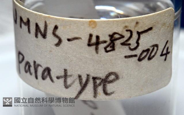 臺灣花瓣蛤藏品圖，第5張