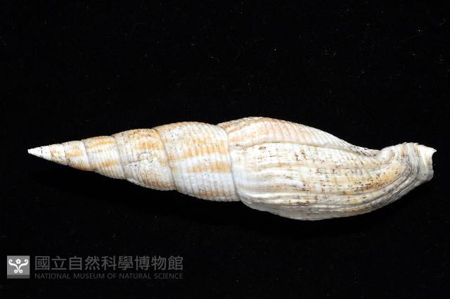 姜佬筆螺藏品圖，第5張