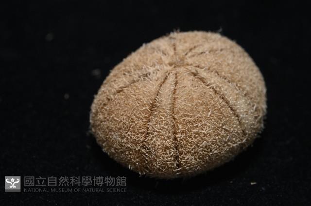 卵圓斜海膽藏品圖，第5張