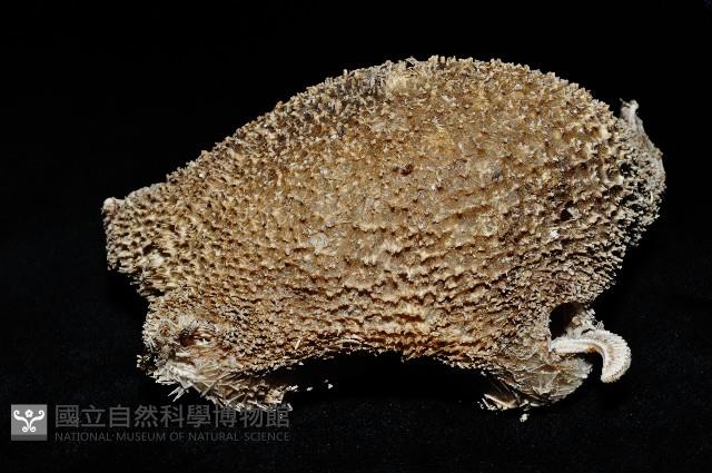 未知種翅海星藏品圖，第5張