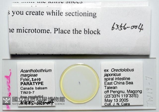 新種棘槽絛蟲藏品圖，第5張