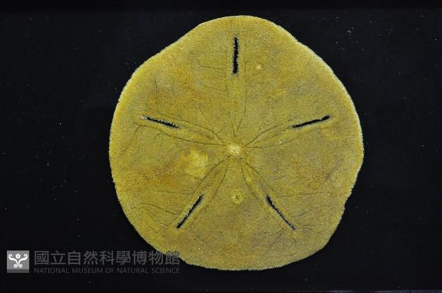 曼氏星盾(孔楯)海膽藏品圖，第5張
