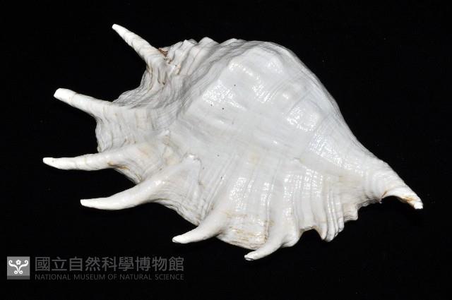 駱駝螺藏品圖，第5張