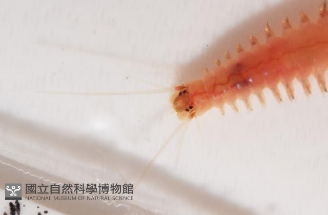 未知種沙蠶藏品圖，第5張