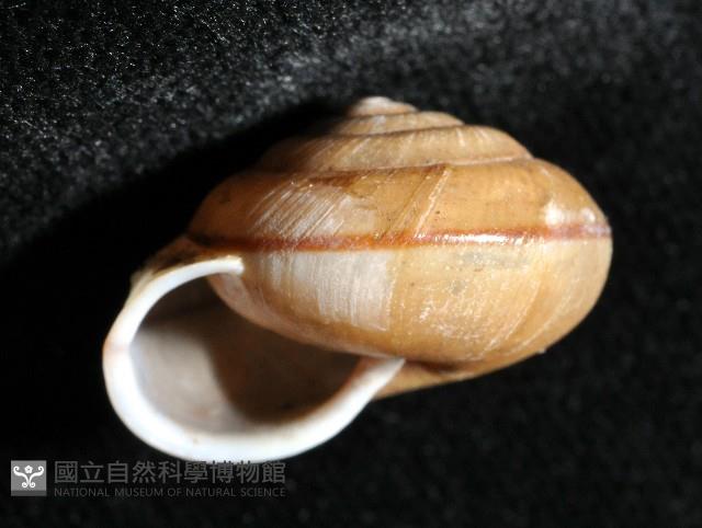 鱗高腰蝸牛(鱗菱蝸牛)藏品圖，第5張