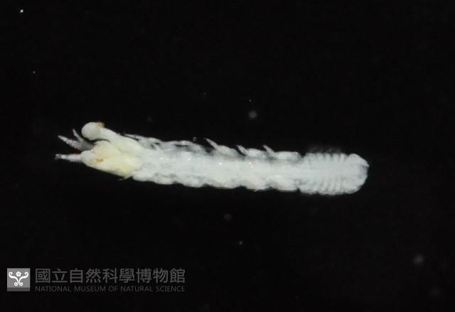 光齒非擬原足蟲藏品圖，第5張