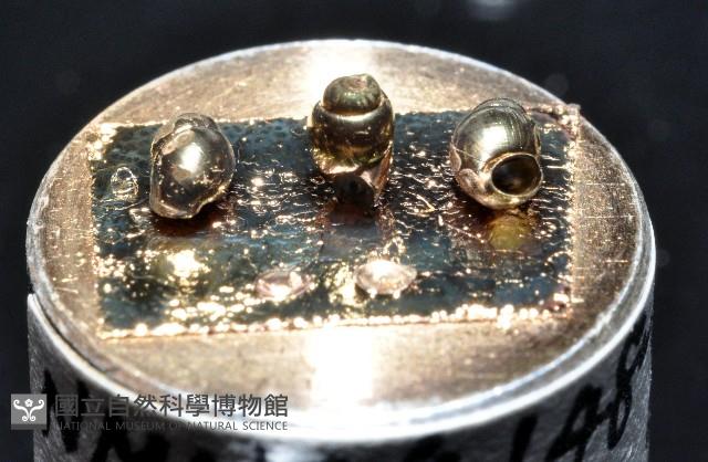 礁溪粟螺藏品圖，第5張