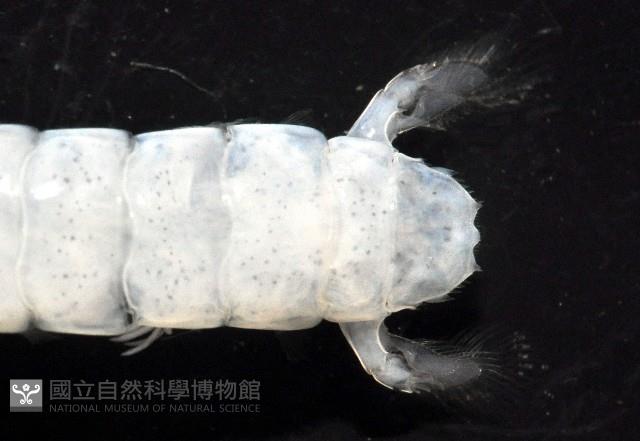 濱海幼嫩蝦蛄藏品圖，第5張