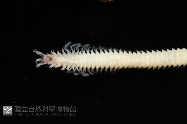 未知種歐努菲蟲藏品圖，第5張