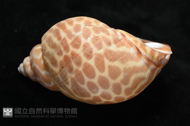 窄縫鳳螺藏品圖，第5張