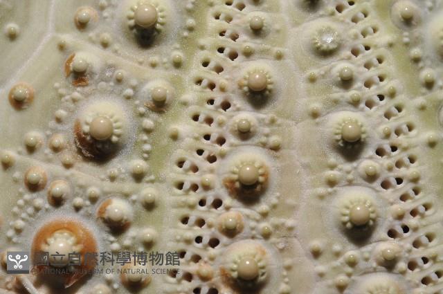 海刺蝟藏品圖，第5張