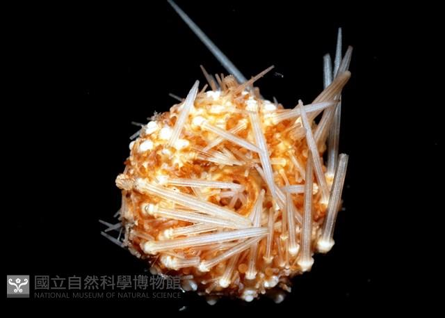 福氏鋸海膽藏品圖，第5張
