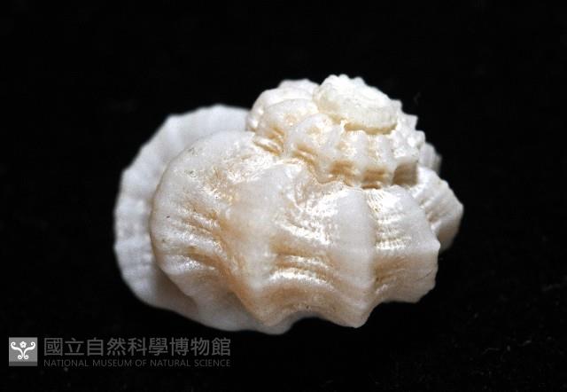 盔甲花冠螺藏品圖，第5張