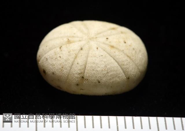 卵圓斜海膽藏品圖，第5張