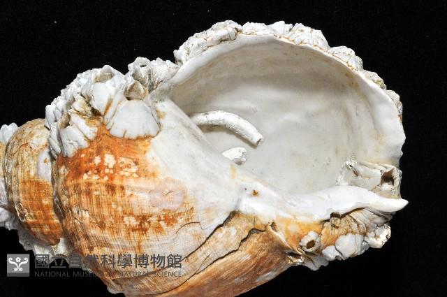 歐洲峨螺藏品圖，第5張