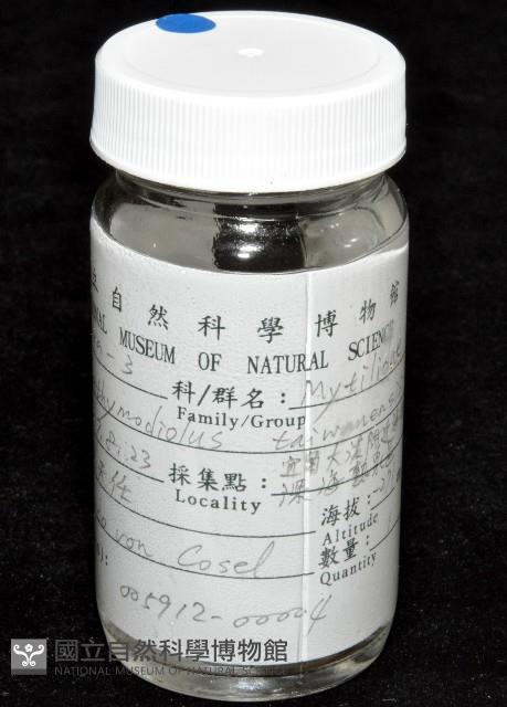 臺灣深海殼菜蛤藏品圖，第5張