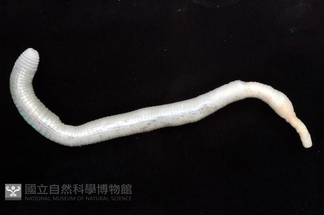 光裸(裸體)方格星蟲藏品圖，第5張