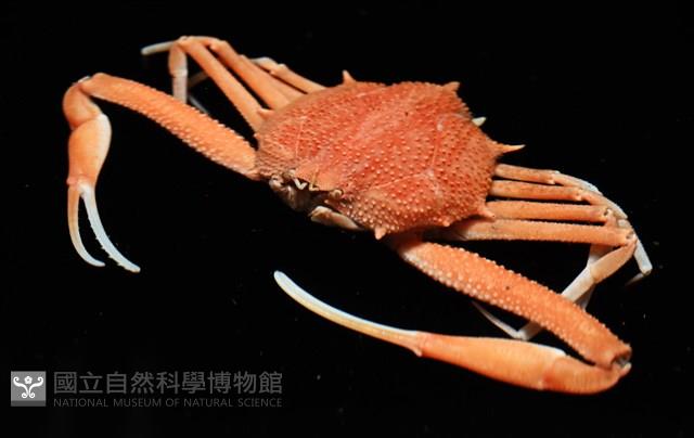 長形栗殼蟹藏品圖，第5張