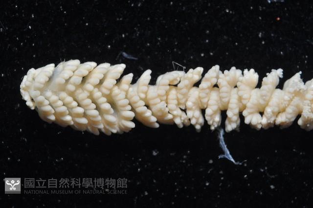 未知種白沙箸藏品圖，第5張