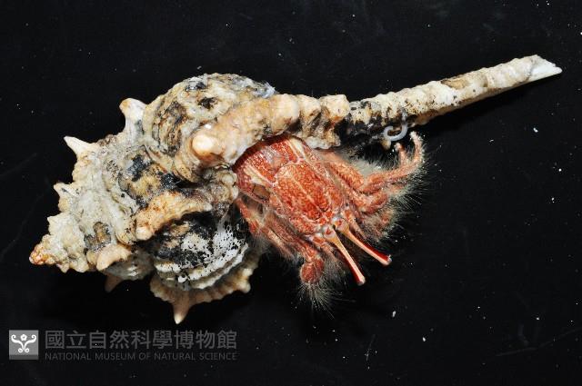 突腕長眼寄居蟹藏品圖，第5張