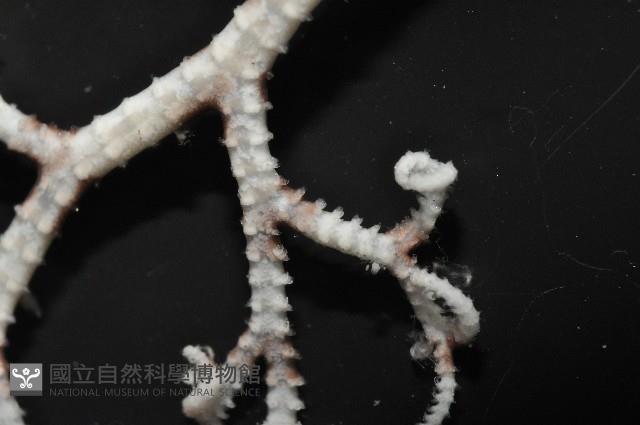 未知種筐蛇尾藏品圖，第5張
