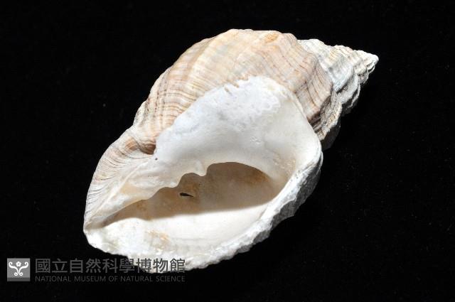 粗布核螺藏品圖，第5張