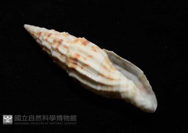 奇蹟蛹筆螺藏品圖，第5張
