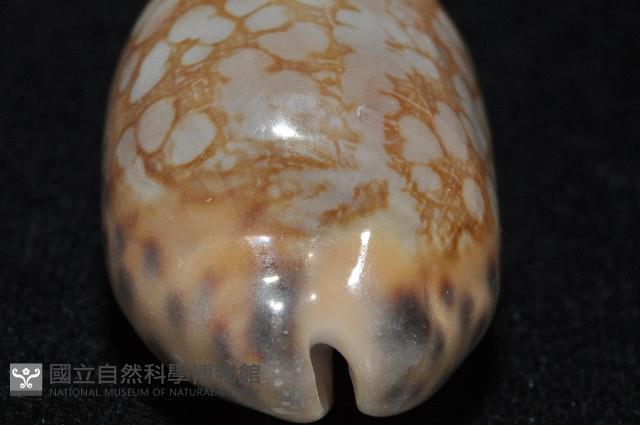 黑網目寶螺藏品圖，第5張