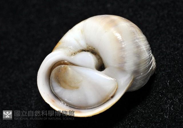 小灰玉螺藏品圖，第5張
