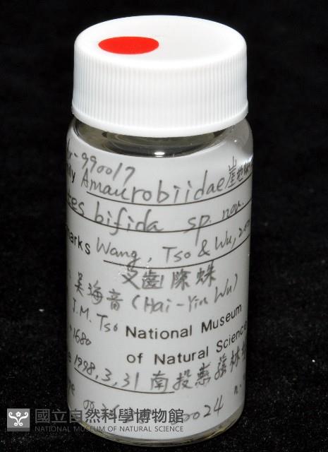 雙叉隙蛛藏品圖，第5張