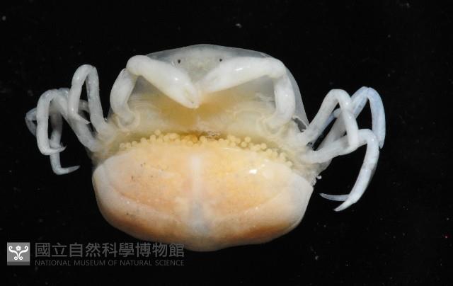 中華蚶豆蟹藏品圖，第5張