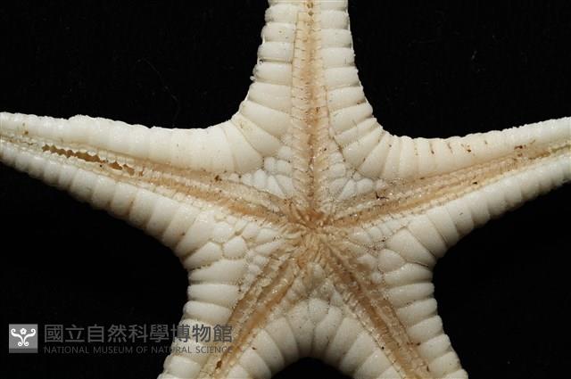 鑲邊海星藏品圖，第5張