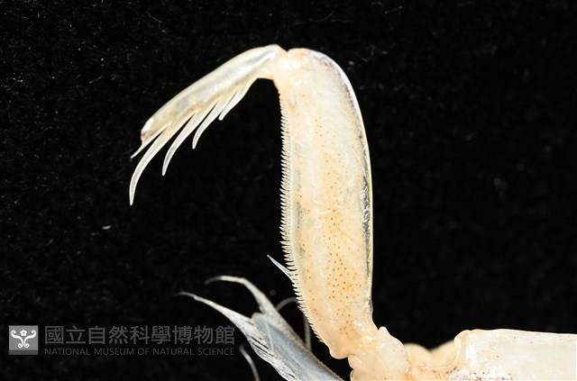 屈足東方蝦蛄藏品圖，第5張