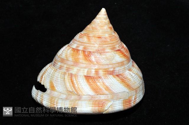 紅翁戎螺藏品圖，第5張
