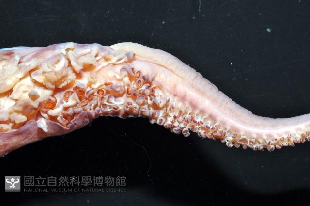 奇妙帆魷藏品圖，第5張