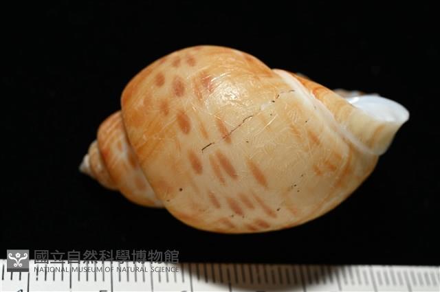 彩繪型深溝鳳螺藏品圖，第5張
