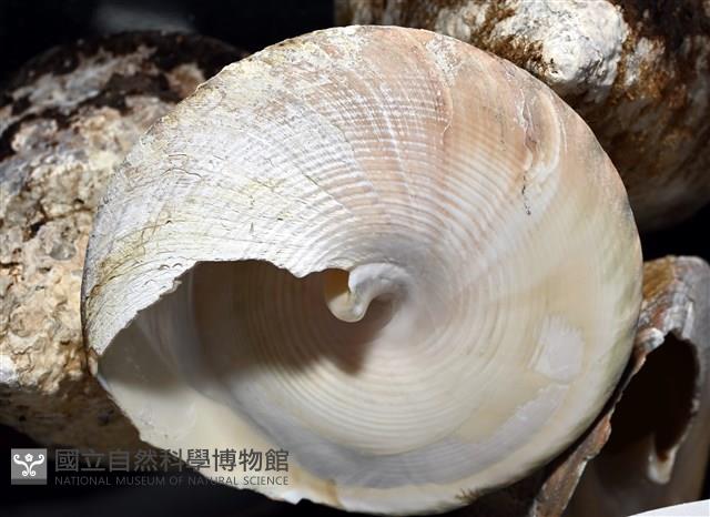 銀塔鐘螺藏品圖，第5張