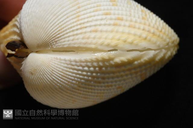 方鳥尾蛤藏品圖，第5張