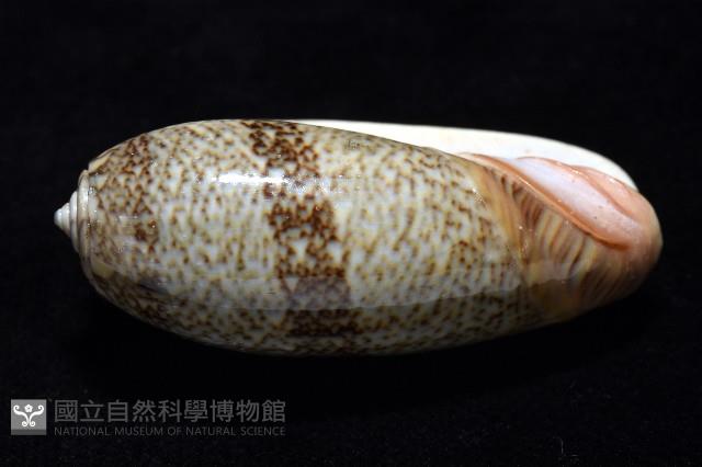 金唇榧螺藏品圖，第5張