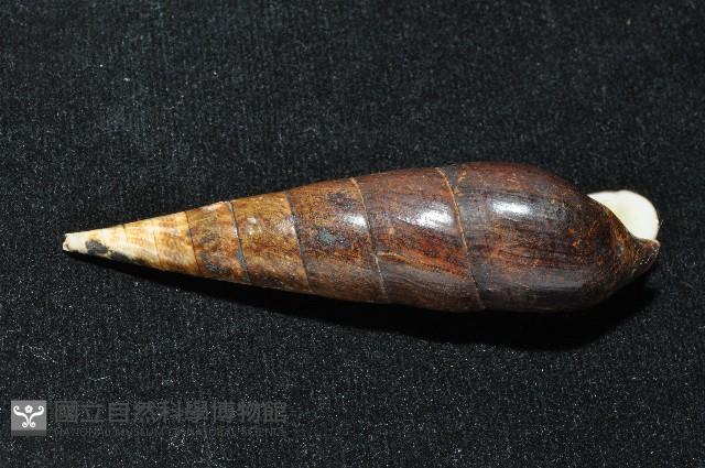 黑蜷藏品圖，第5張