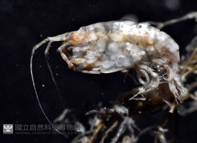 未知種端足類藏品圖，第5張