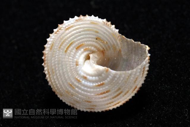 麗口螺之一種藏品圖，第5張