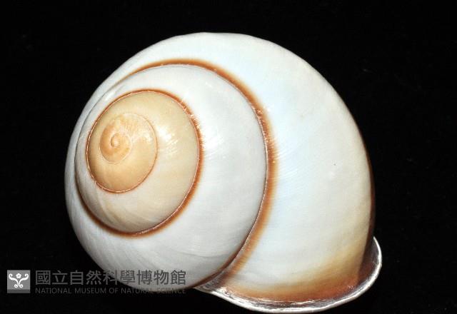 未知種光澤蝸牛藏品圖，第5張