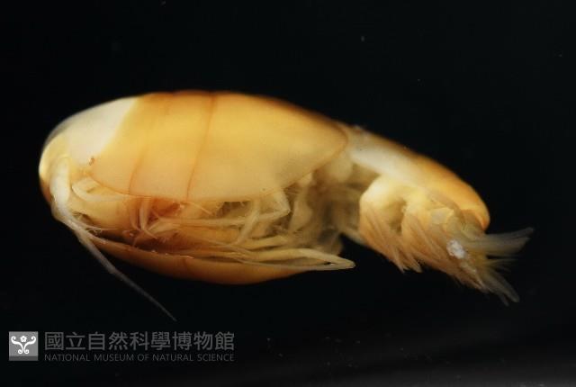 未知種隱首鉤蝦藏品圖，第5張