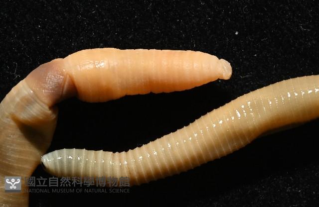力里遠環蚓藏品圖，第5張