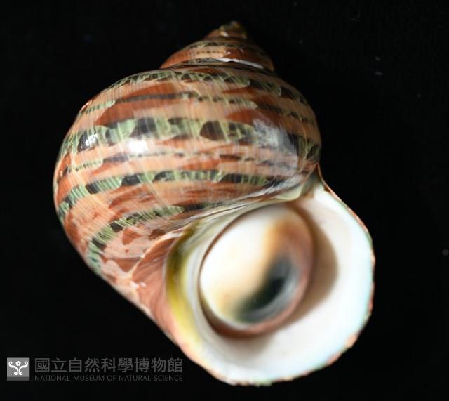 貓眼蠑螺藏品圖，第5張